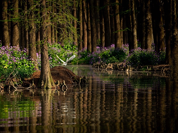 Waddill Wildlife Refuge in Baton Rouge